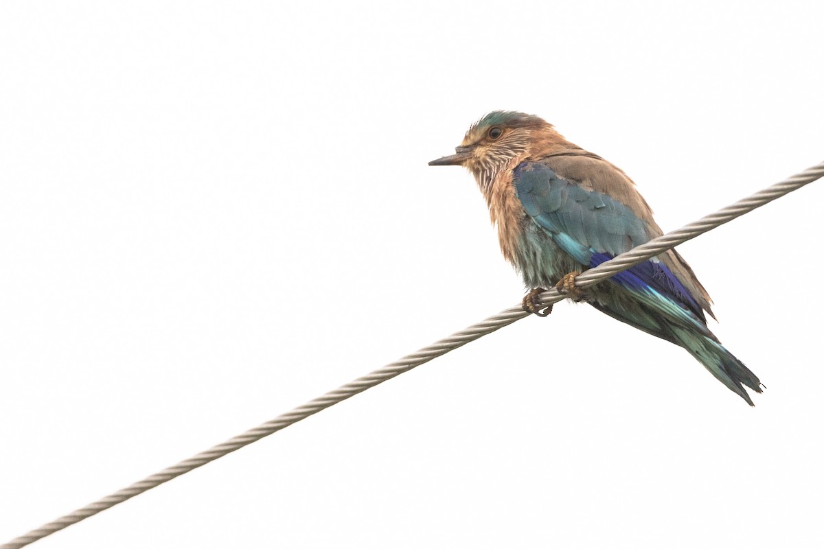 Indian Roller - ML623911990