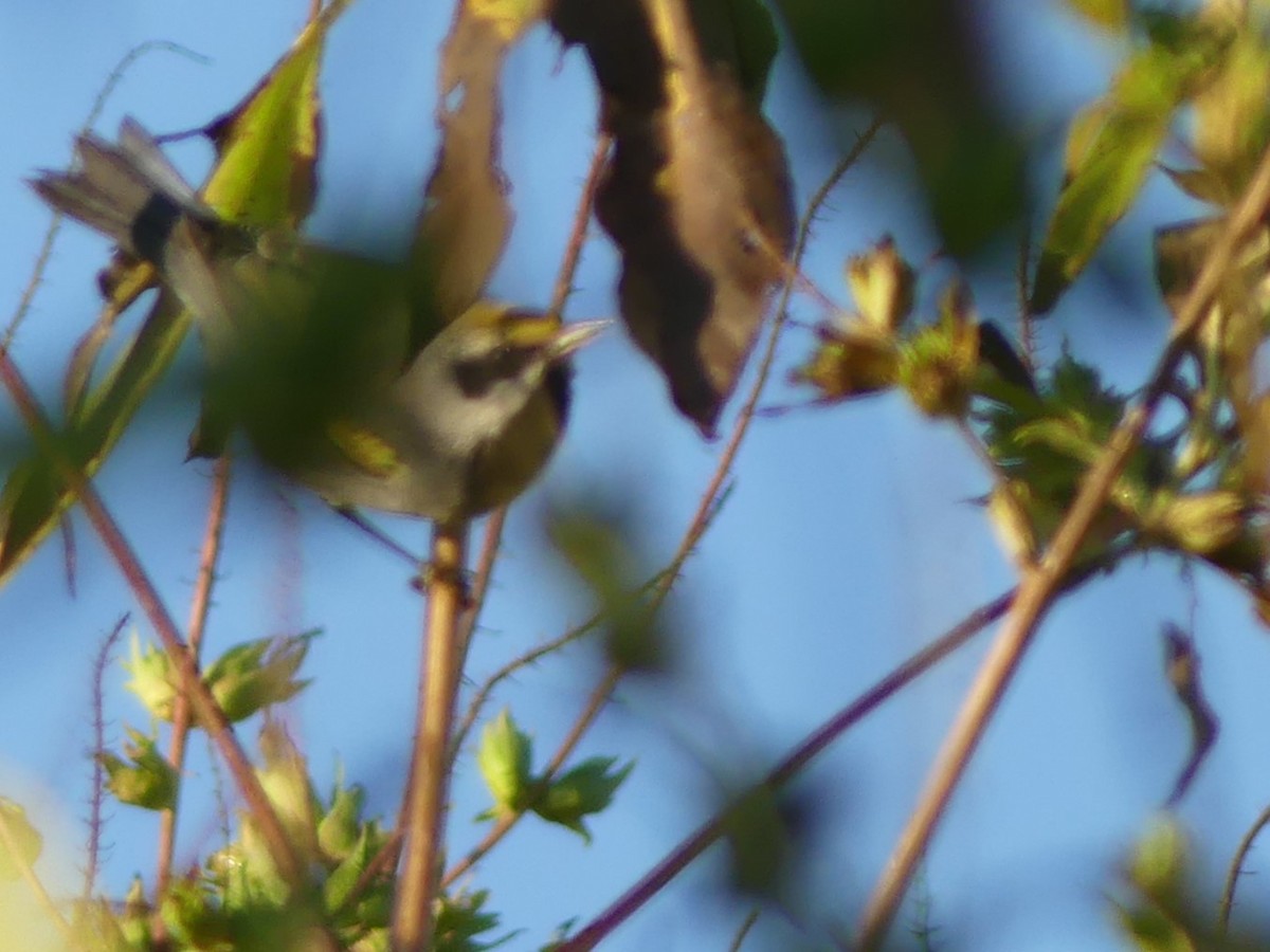lesňáček zlatokřídlý - ML623911994
