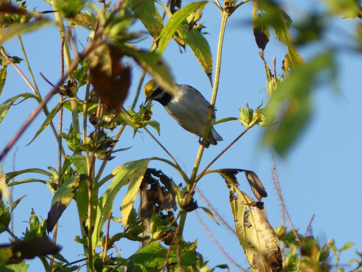 Golden-winged Warbler - ML623911995