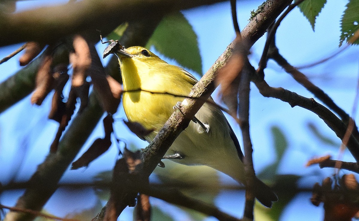 Sarı Gerdanlı Vireo - ML623911997