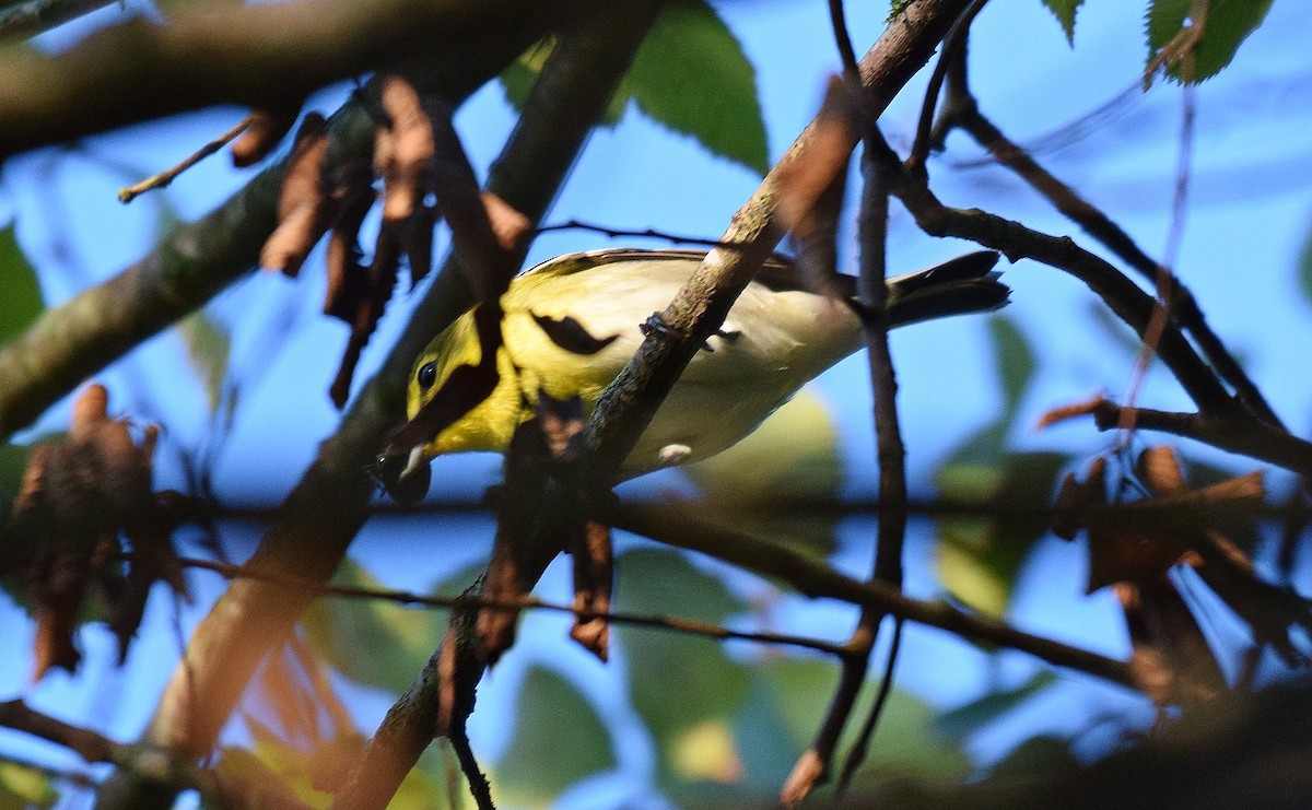 Sarı Gerdanlı Vireo - ML623911999