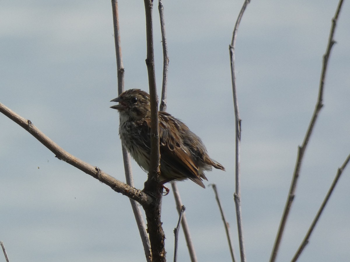 Song Sparrow - Luke Knutson