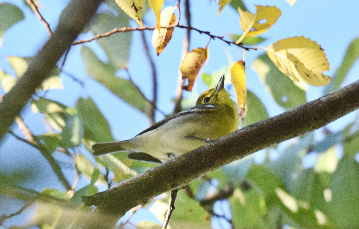 Sarı Gerdanlı Vireo - ML623912031