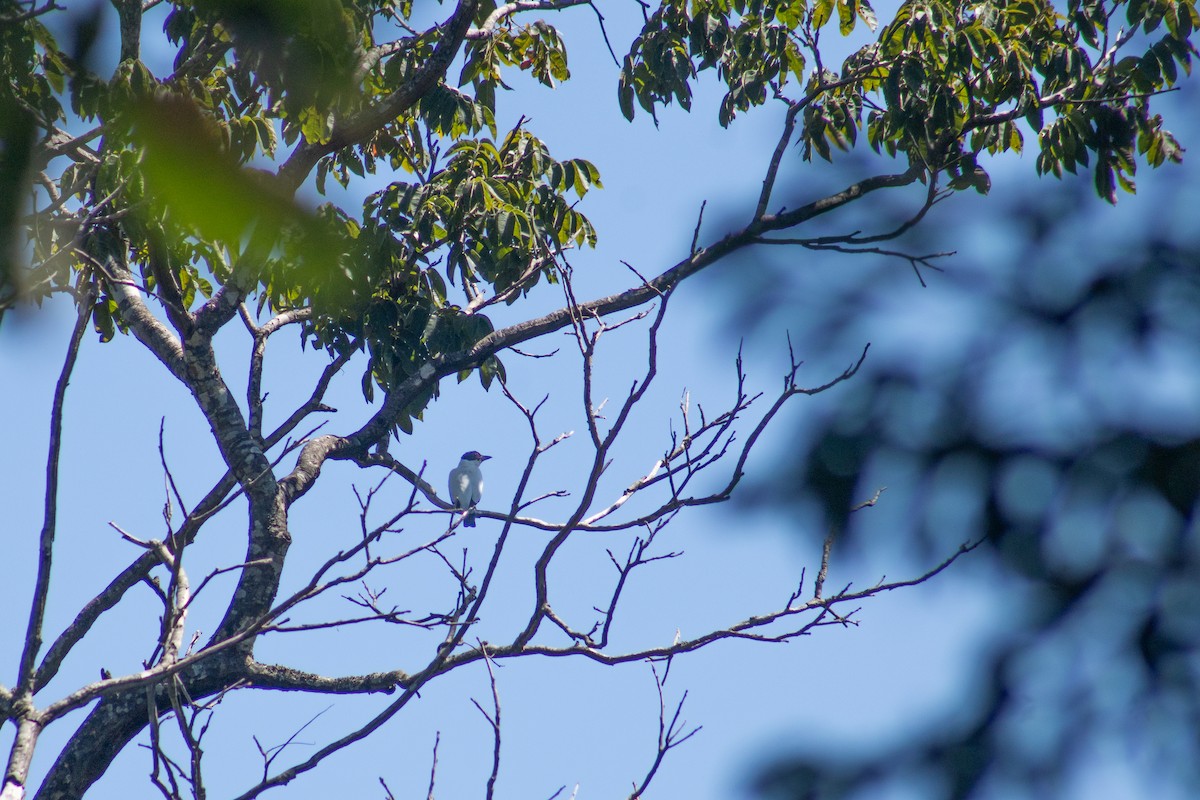 Black-tailed Tityra - ML623912054