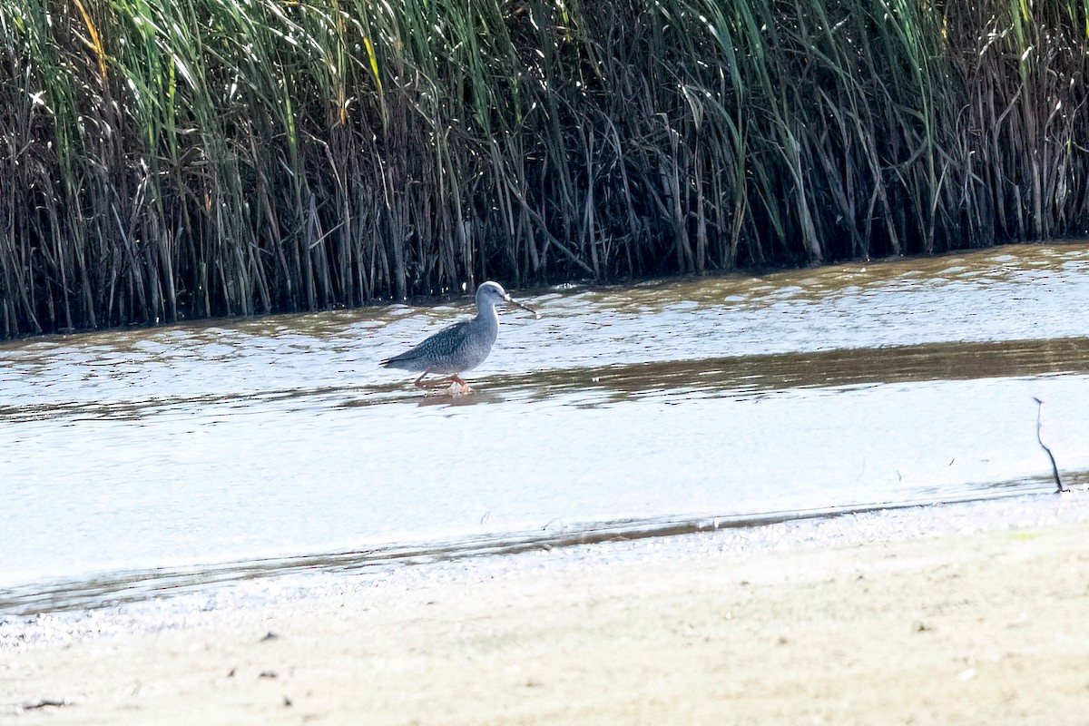 Spotted Redshank - ML623912060