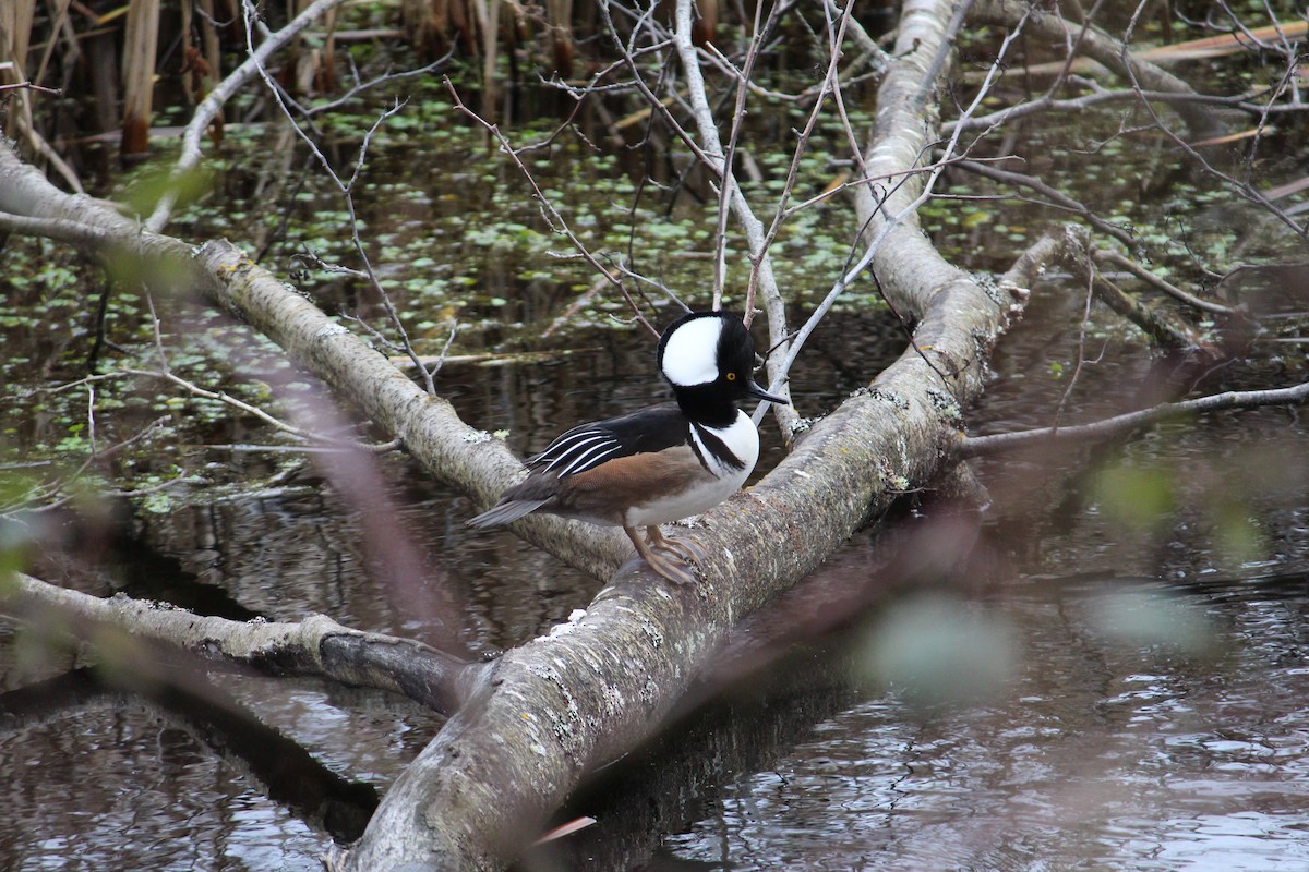 Hooded Merganser - ML623912062