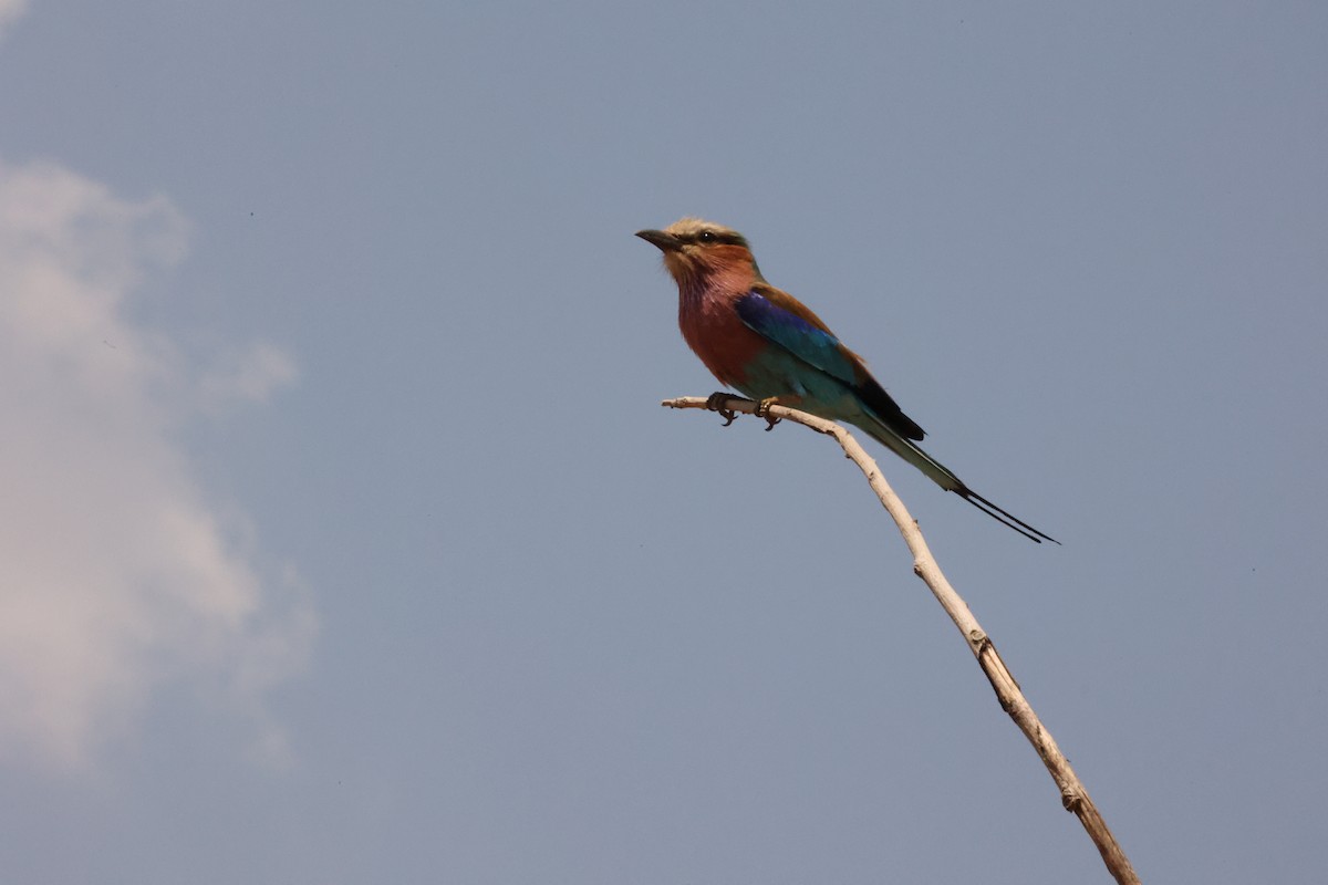 Lilac-breasted Roller - ML623912064