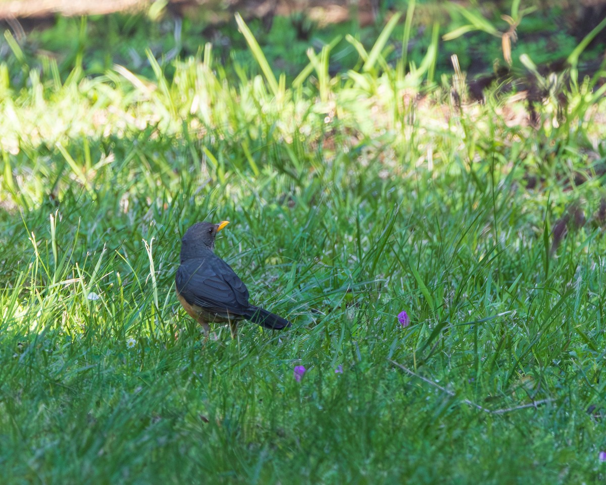 Olive Thrush - ML623912069