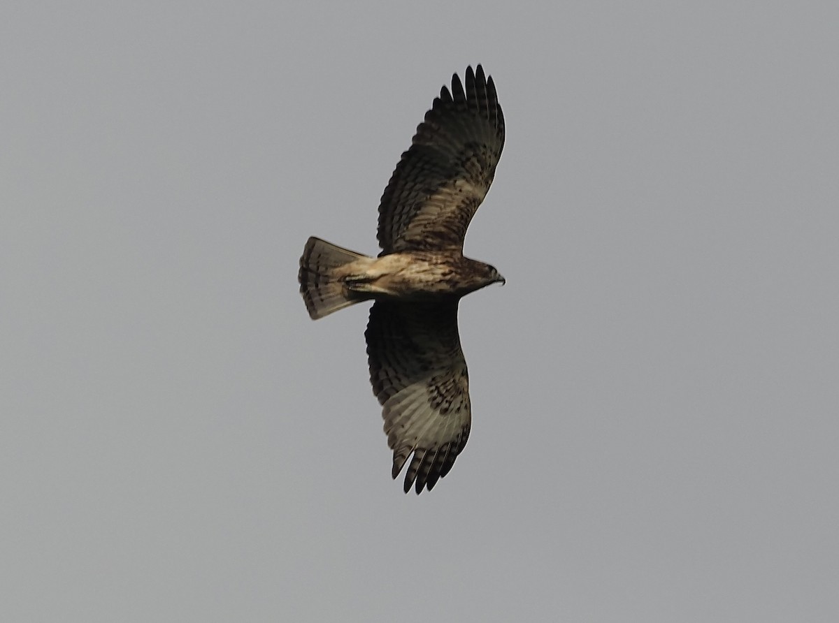 Pygmy Eagle - ML623912074