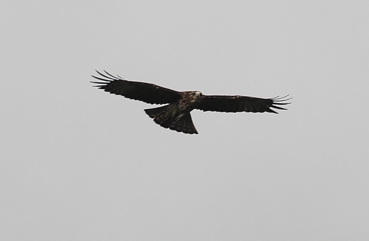 Pygmy Eagle - ML623912075