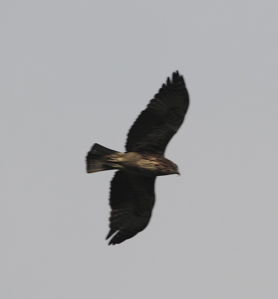 Pygmy Eagle - ML623912076