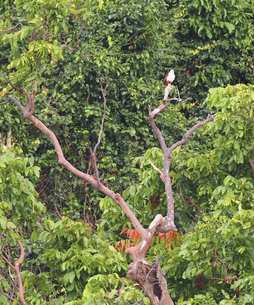 Brahminy Kite - ML623912088