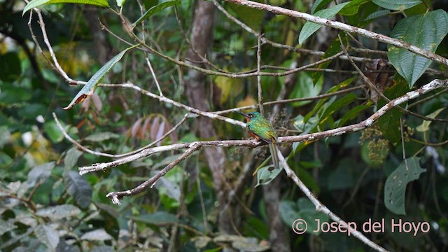 Coppery-chested Jacamar - ML623912091