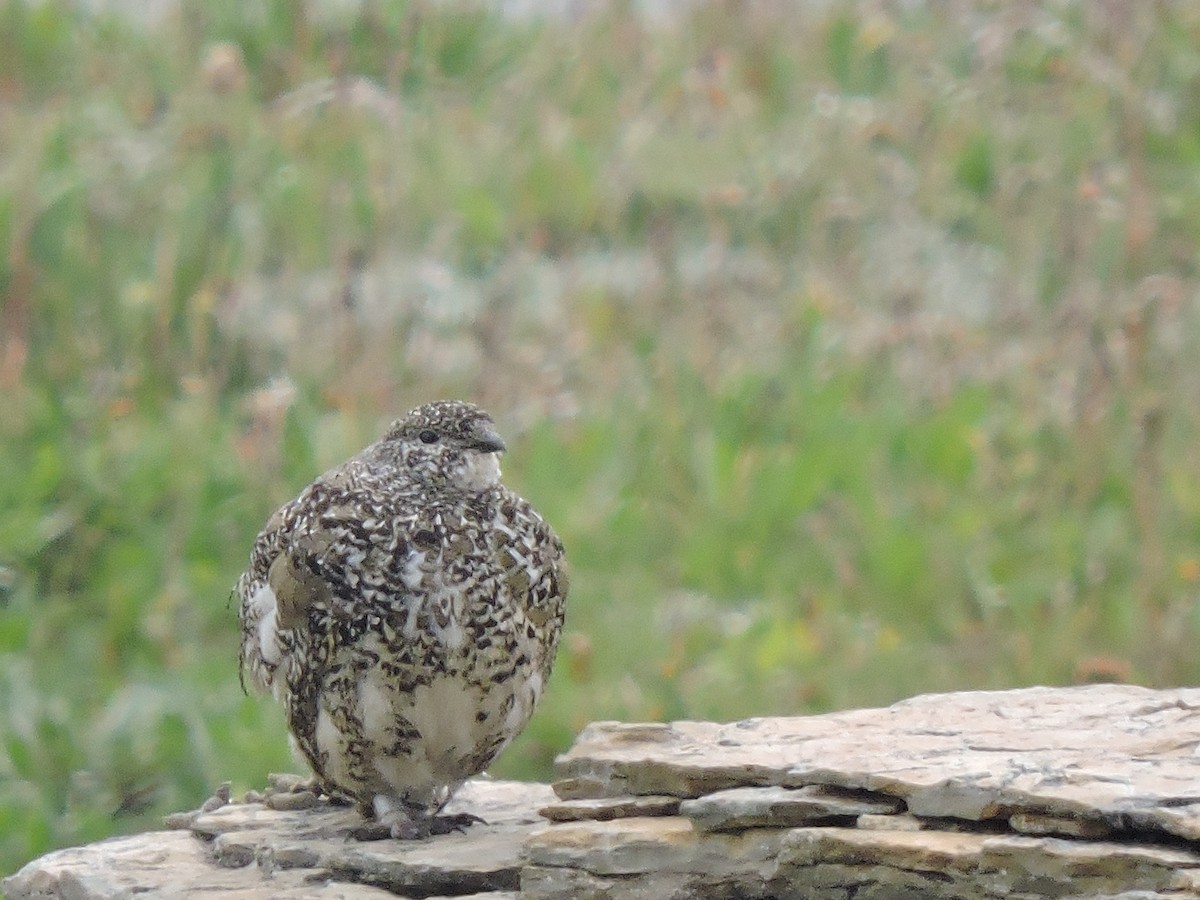 White-tailed Ptarmigan - ML623912101