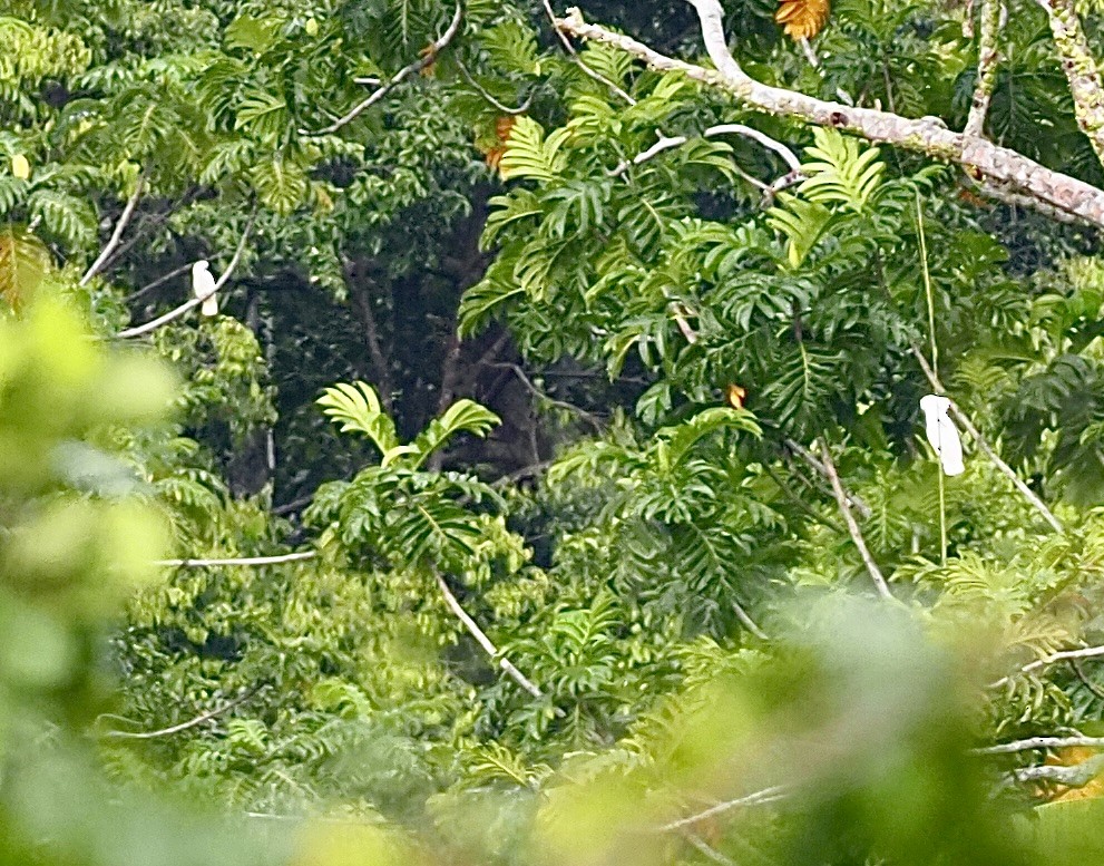 White Cockatoo - ML623912107