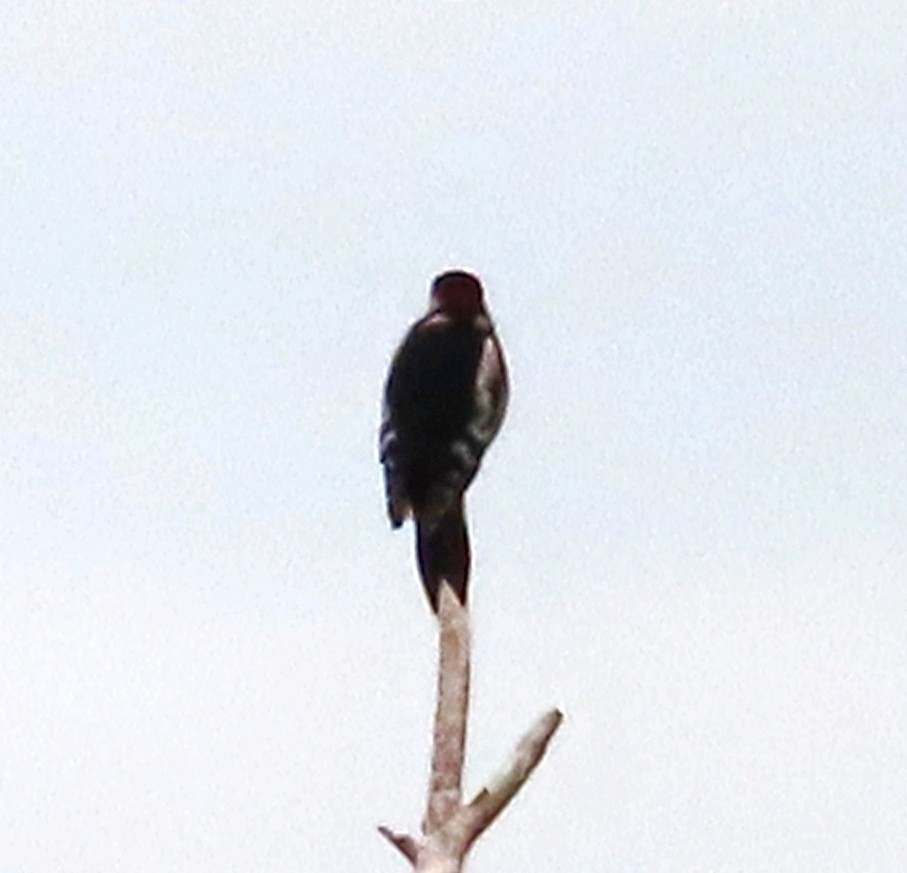 Great Spotted Woodpecker - ML623912112