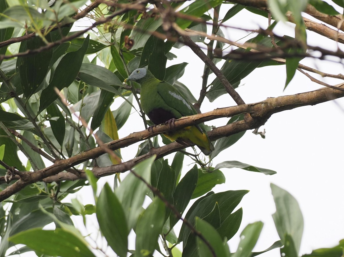 Gray-headed Fruit-Dove - ML623912119