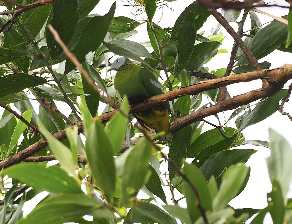 Gray-headed Fruit-Dove - 芳色 林