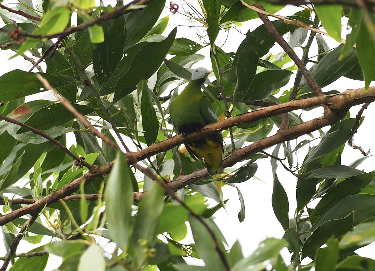 Gray-headed Fruit-Dove - 芳色 林