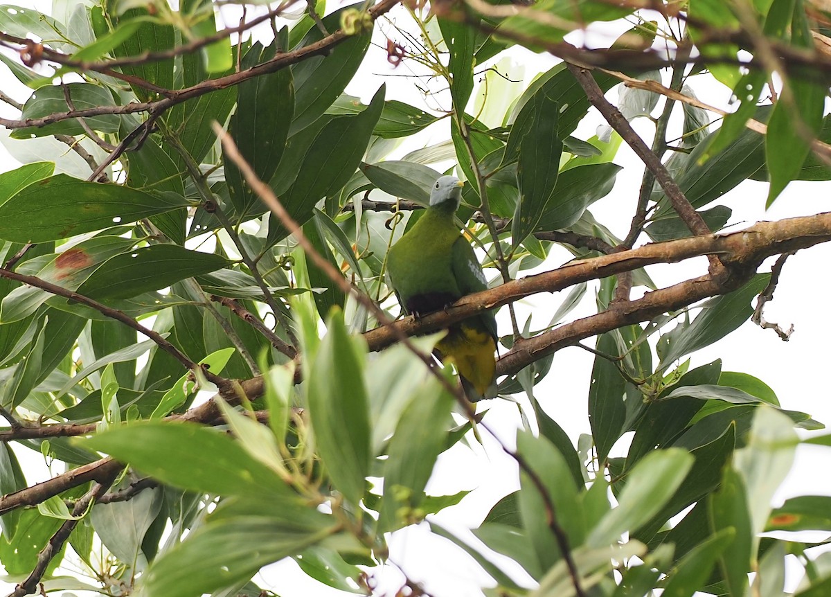 Gray-headed Fruit-Dove - ML623912122