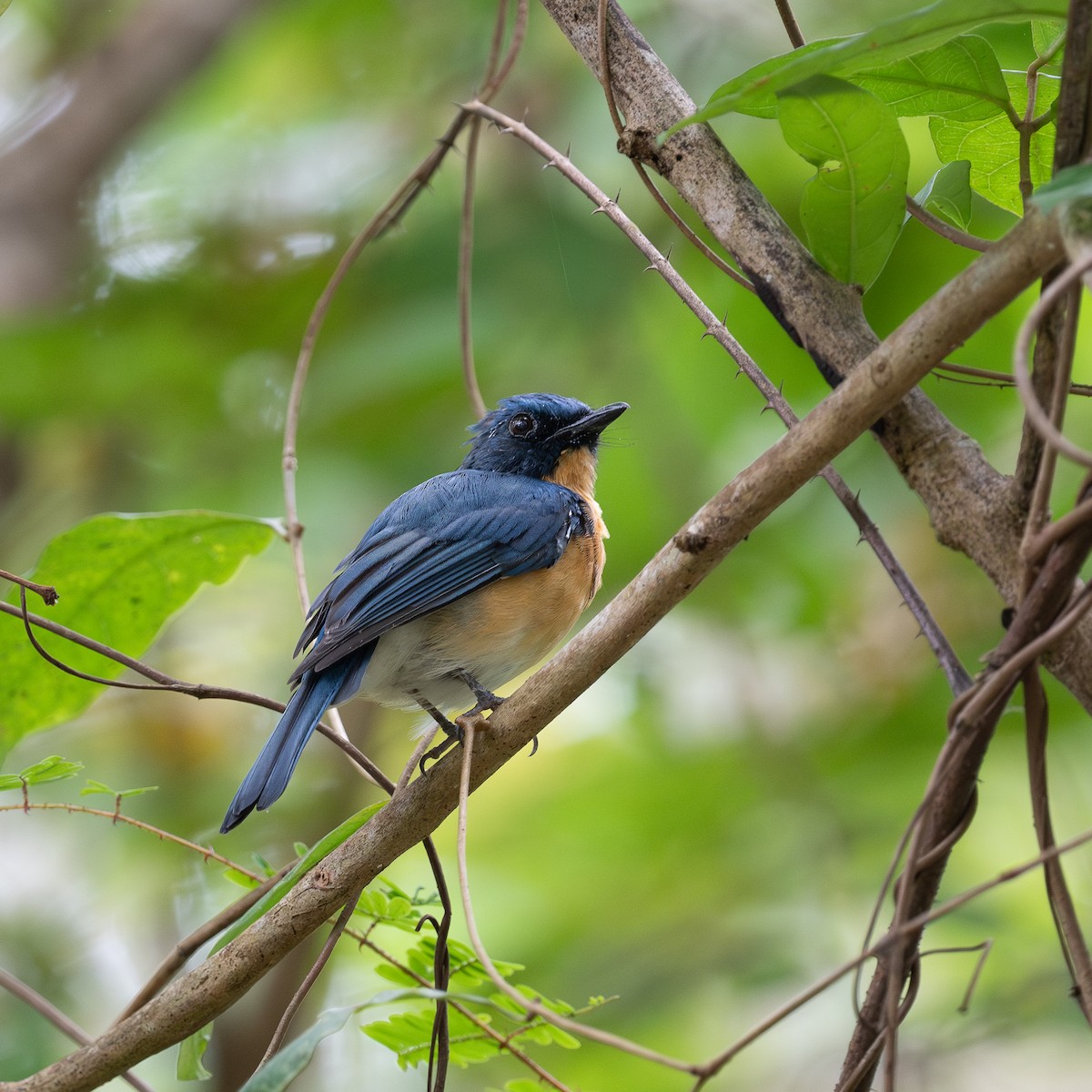 Tickell's Blue Flycatcher - ML623912132