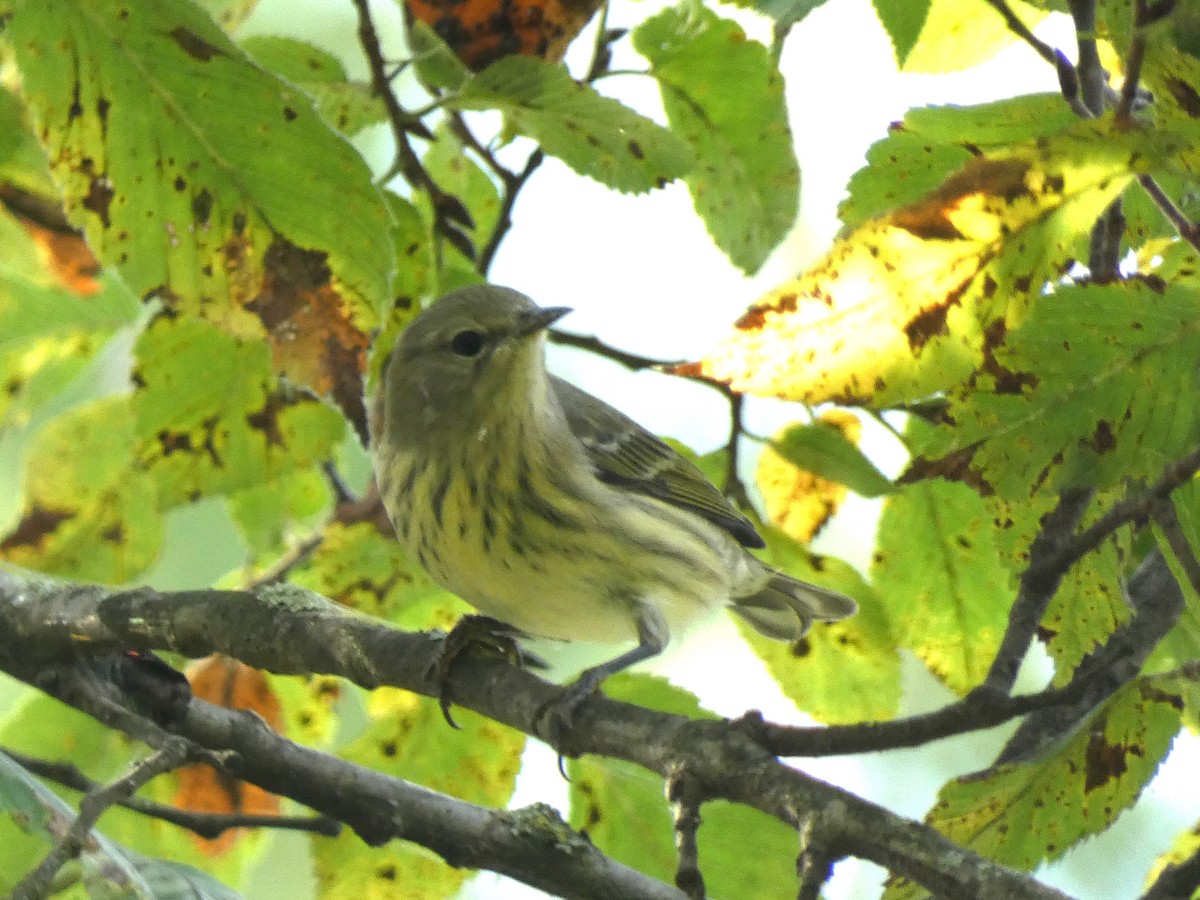 Cape May Warbler - Luke Knutson