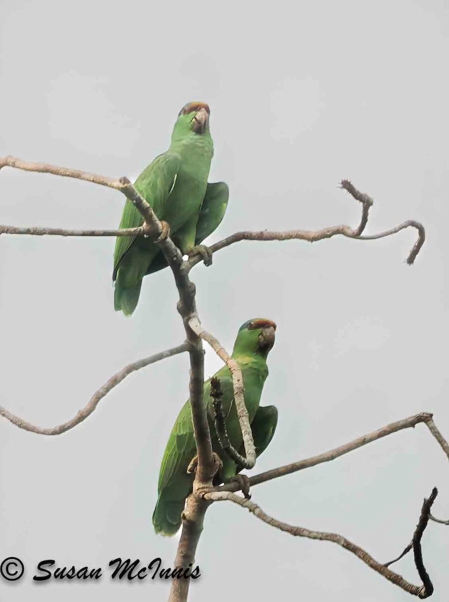 Festive Parrot - ML623912146