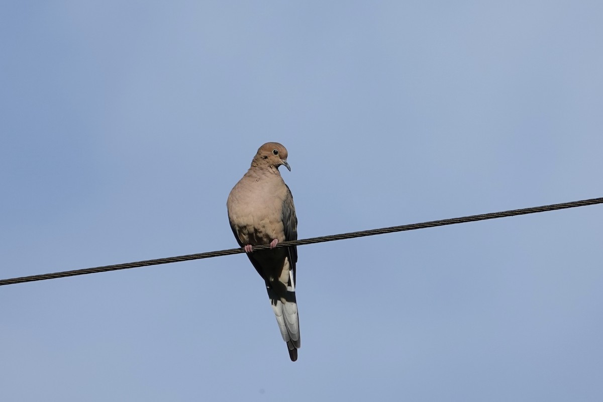 Mourning Dove - Melissa Kesling