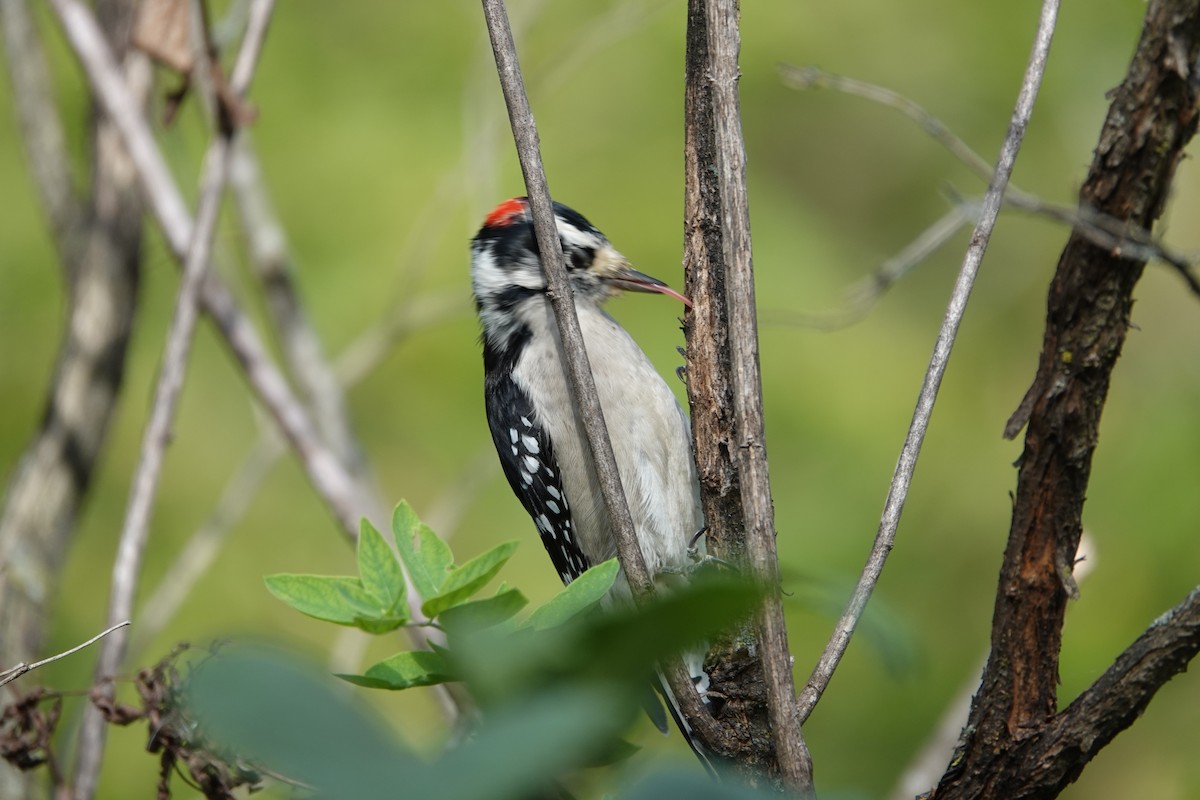 Downy Woodpecker - Melissa Kesling