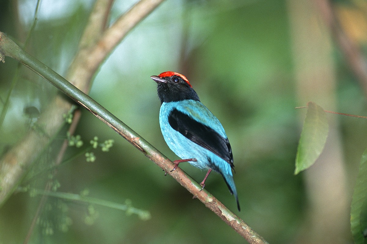 Swallow-tailed Manakin - ML623912191