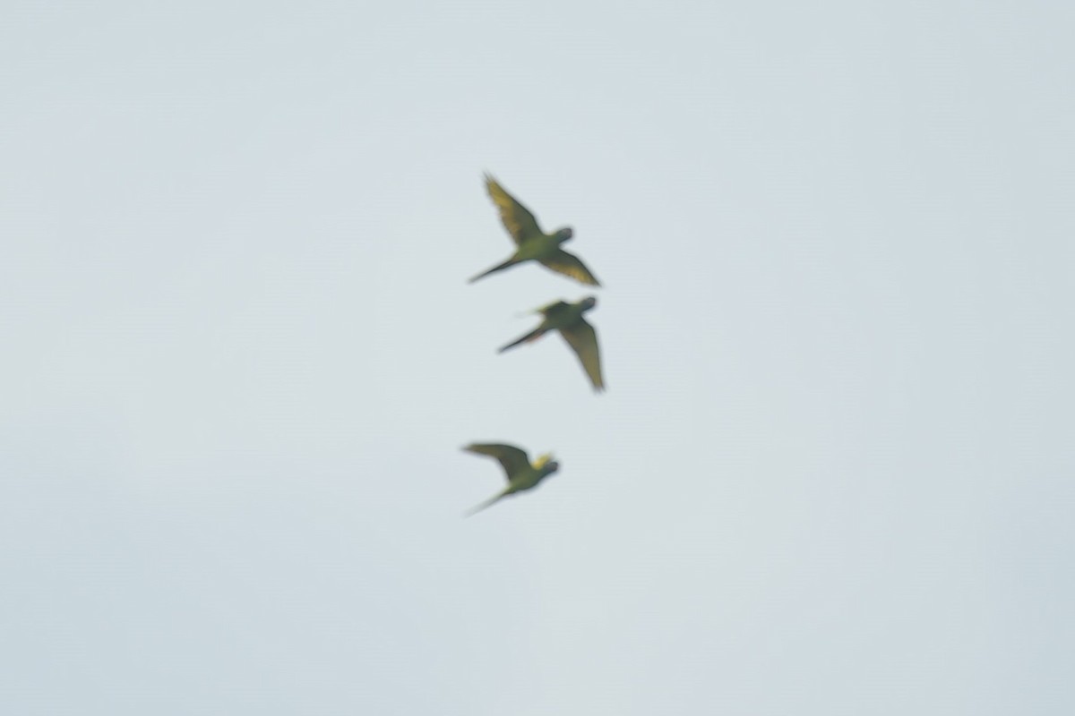 Blue-crowned Parakeet - ML623912195