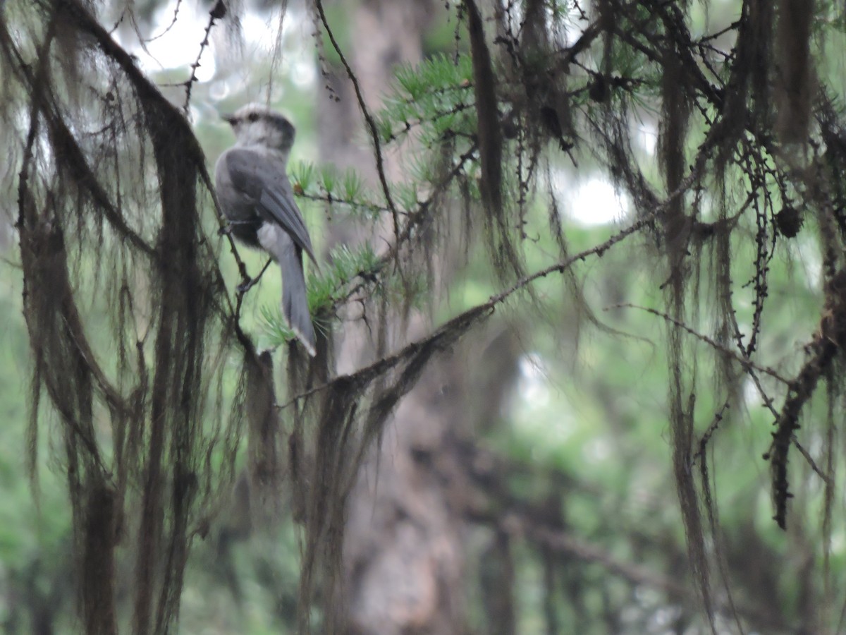 Canada Jay - ML623912208