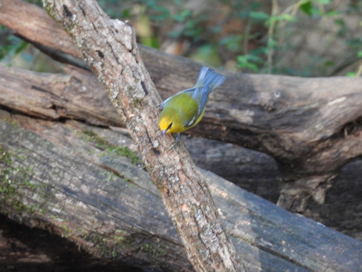 Blue-winged Warbler - ML623912222