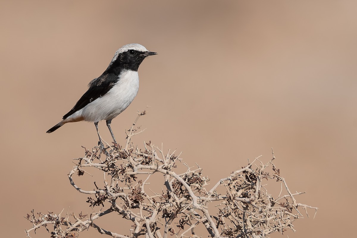 Mourning Wheatear - ML623912231