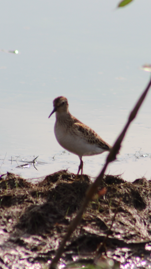 Wiesenstrandläufer - ML623912265