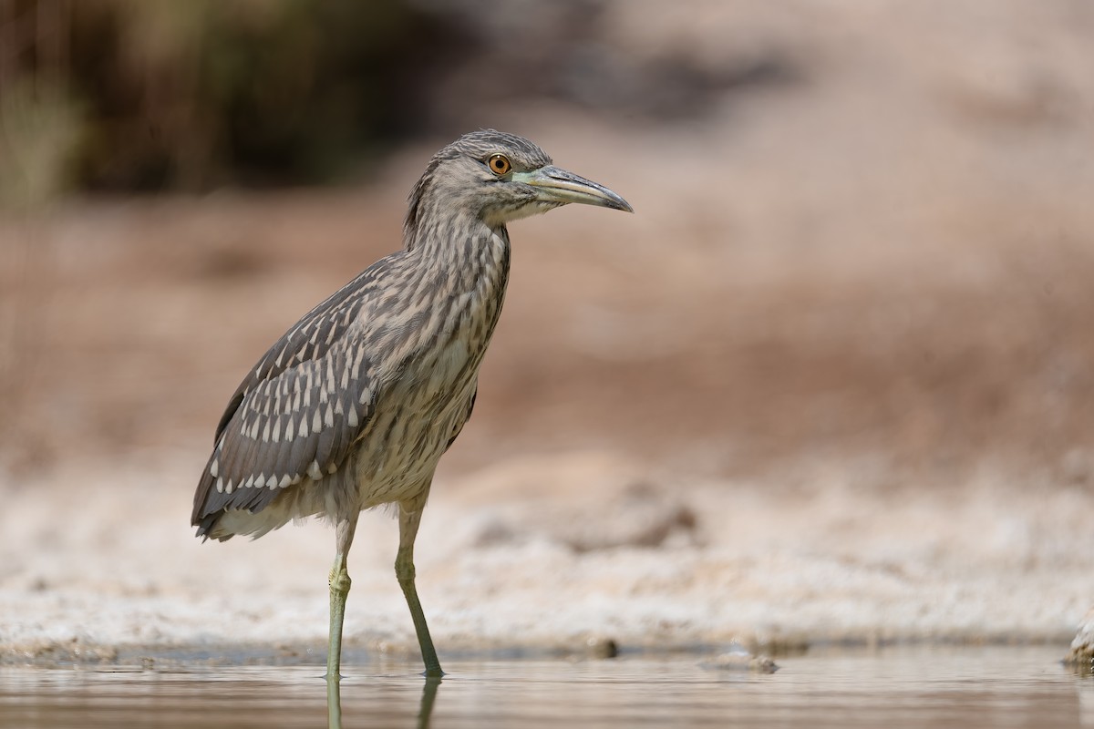 Black-crowned Night Heron - ML623912270