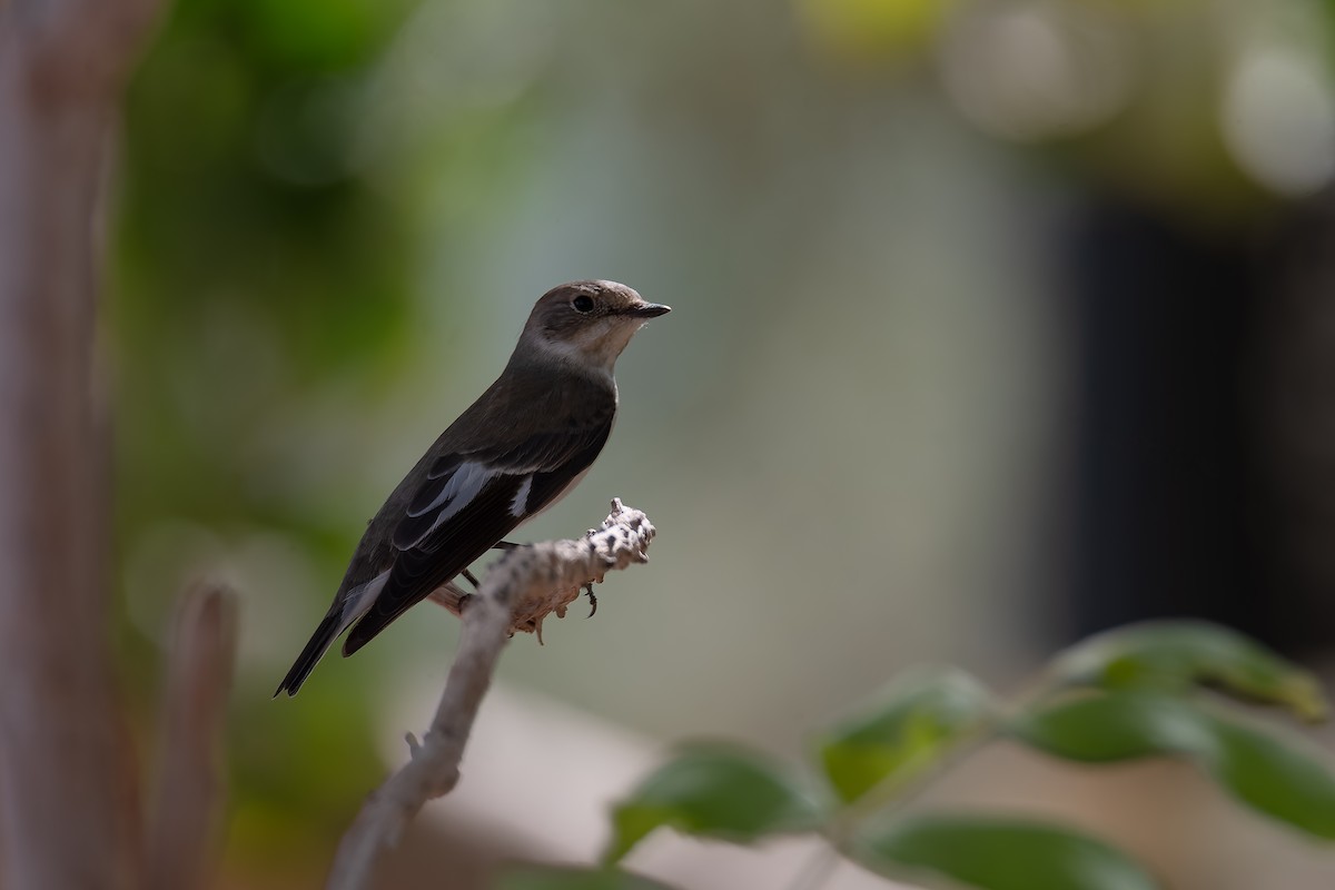 Collared Flycatcher - ML623912281