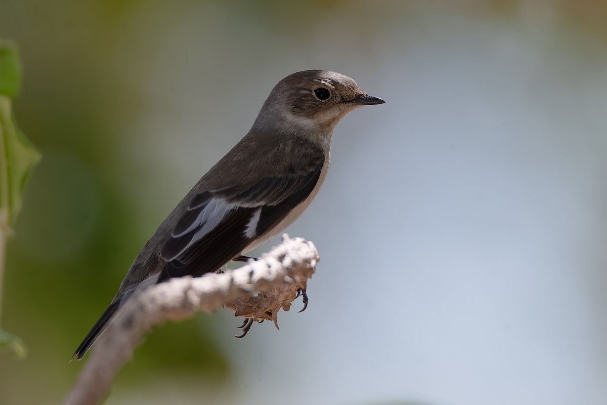 Collared Flycatcher - ML623912282