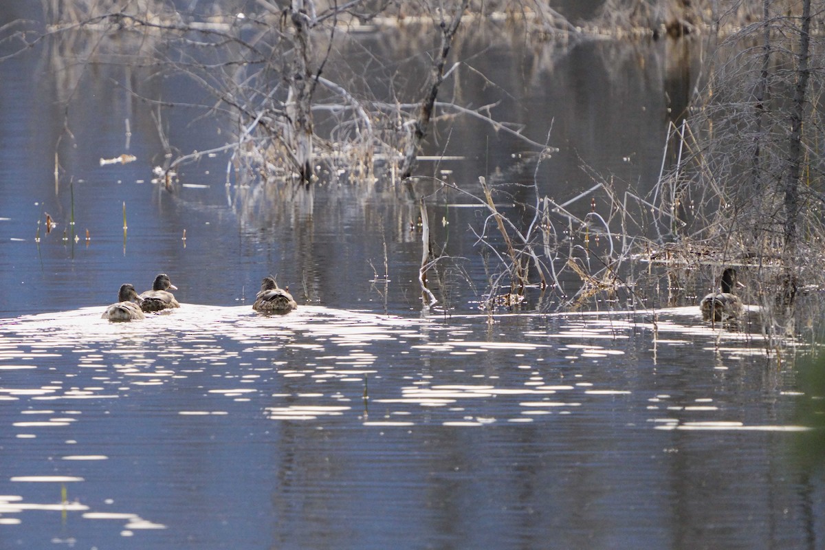 Lesser Scaup - ML623912284