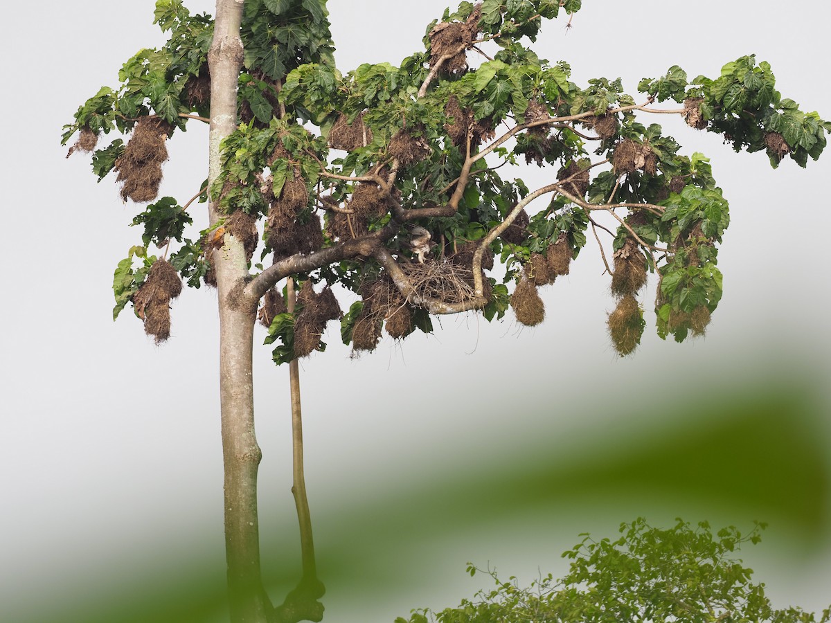 Pygmy Eagle - ML623912300