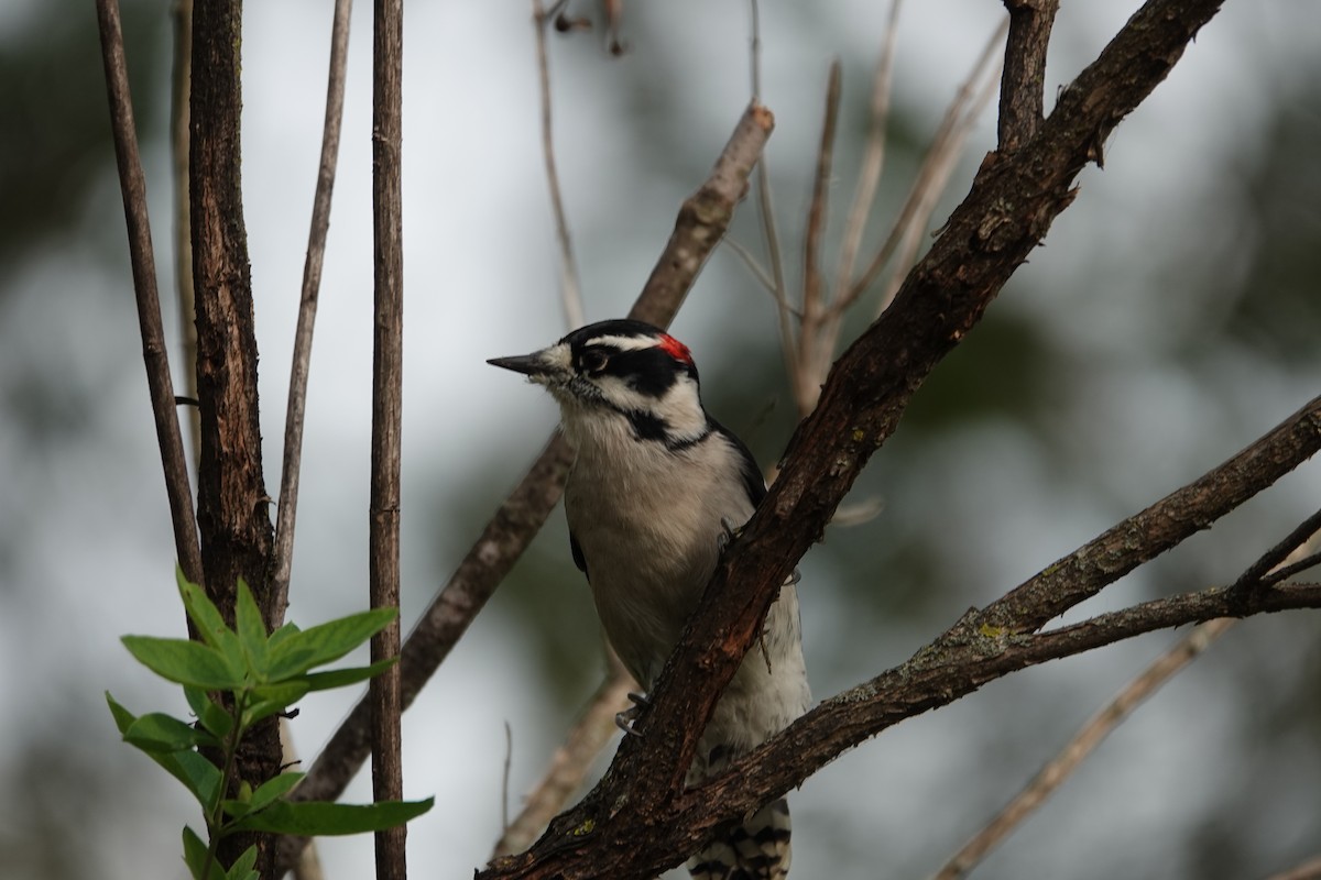 Downy Woodpecker - ML623912326