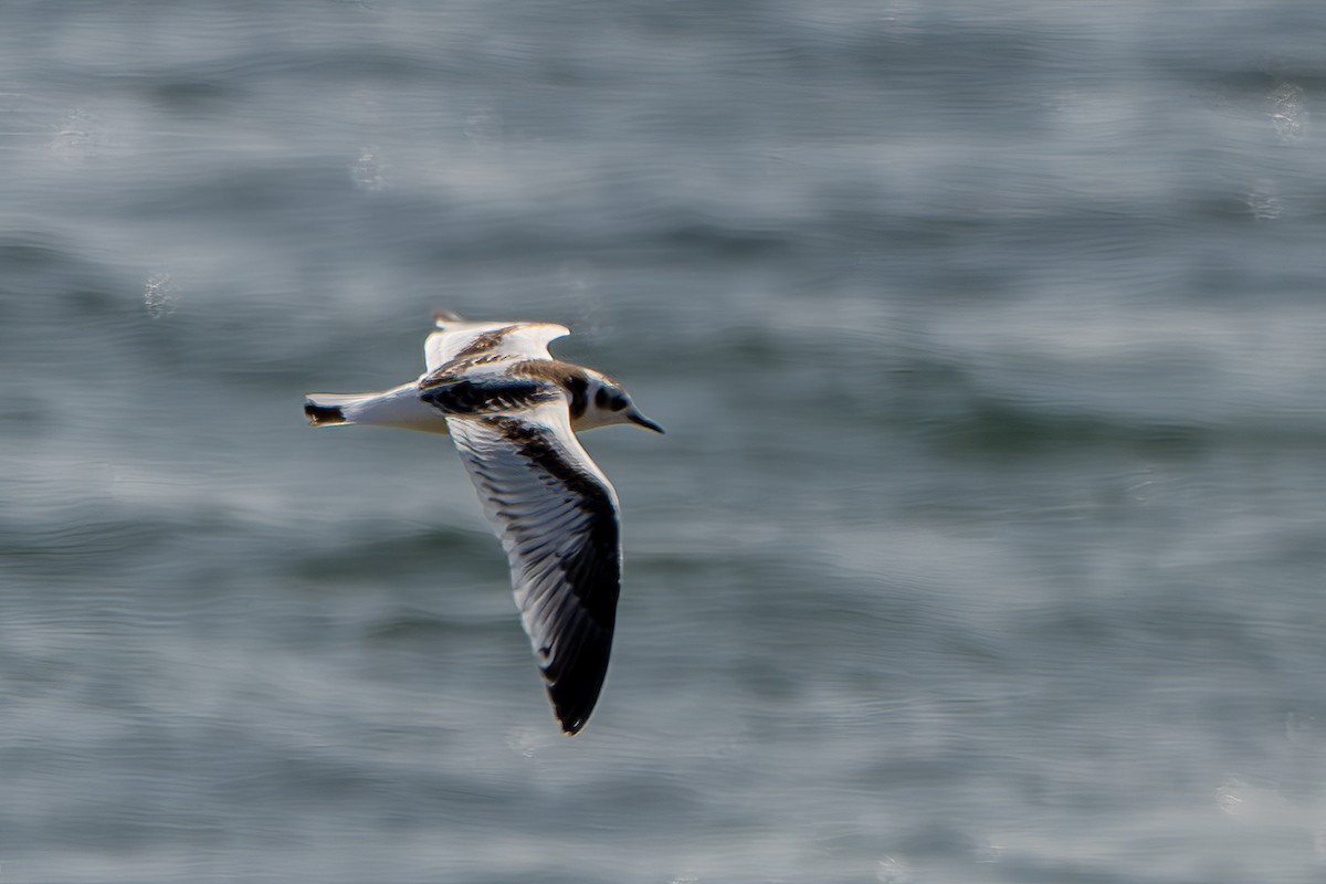 Gaviota Enana - ML623912328