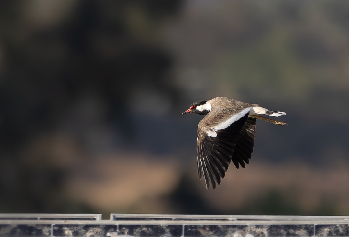 Red-wattled Lapwing - ML623912341