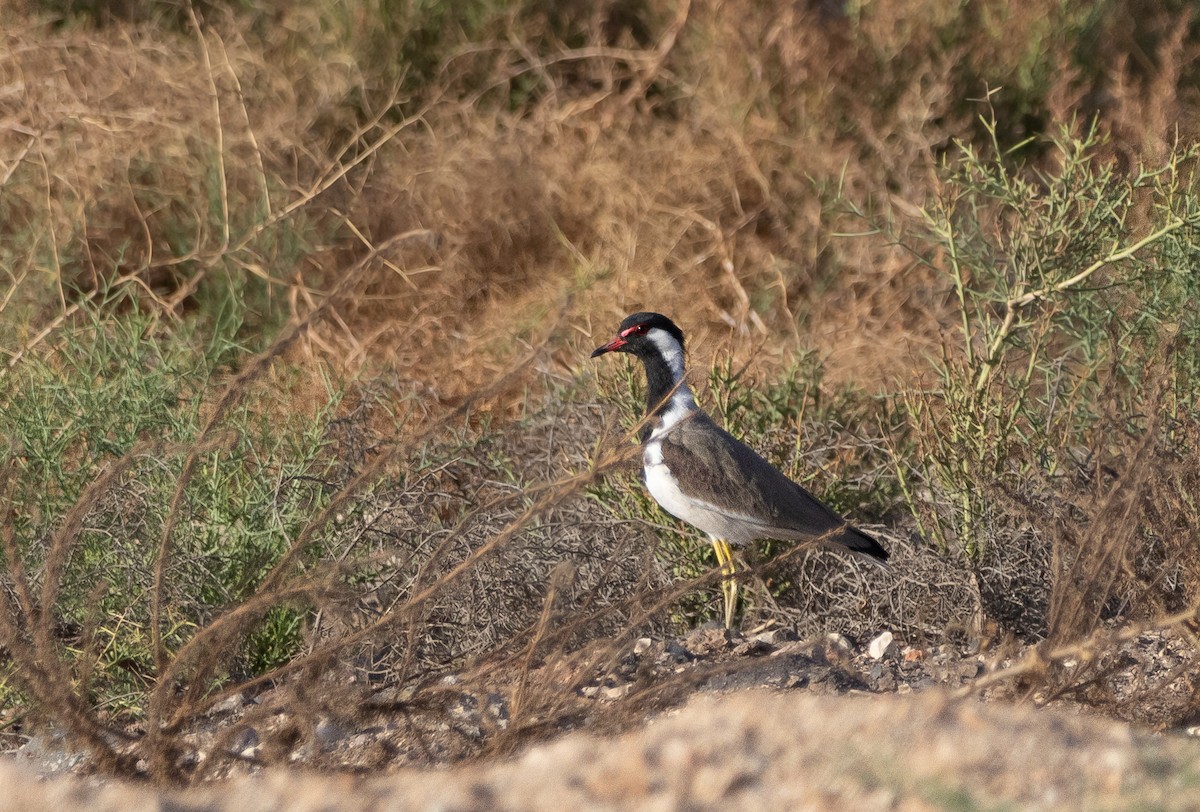 Red-wattled Lapwing - ML623912346