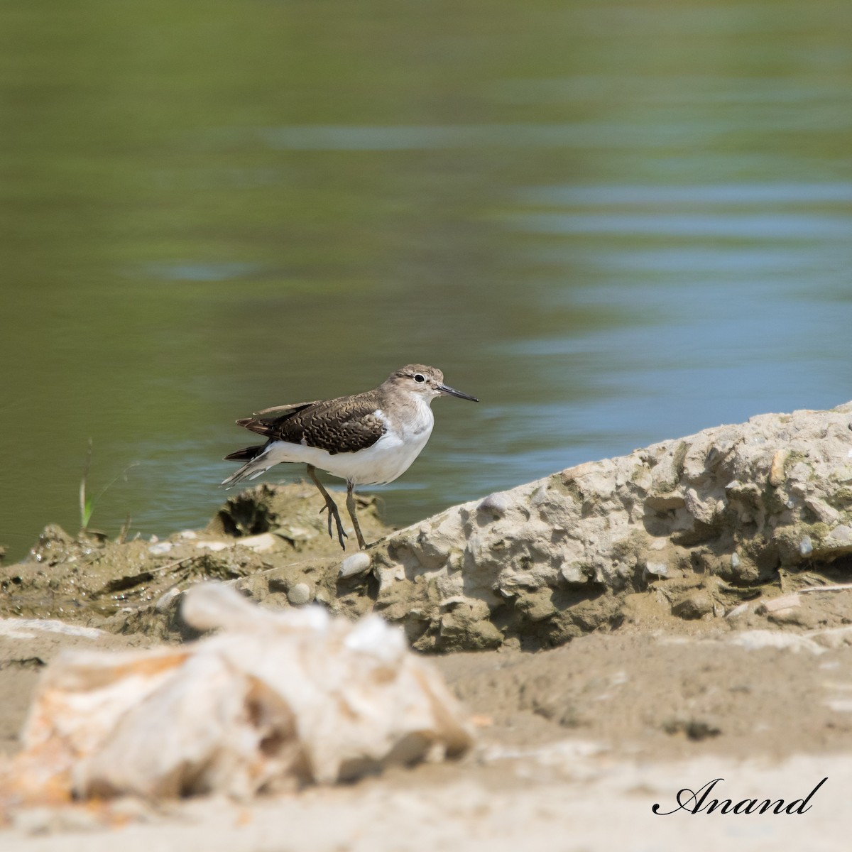 Andarríos Chico - ML623912348