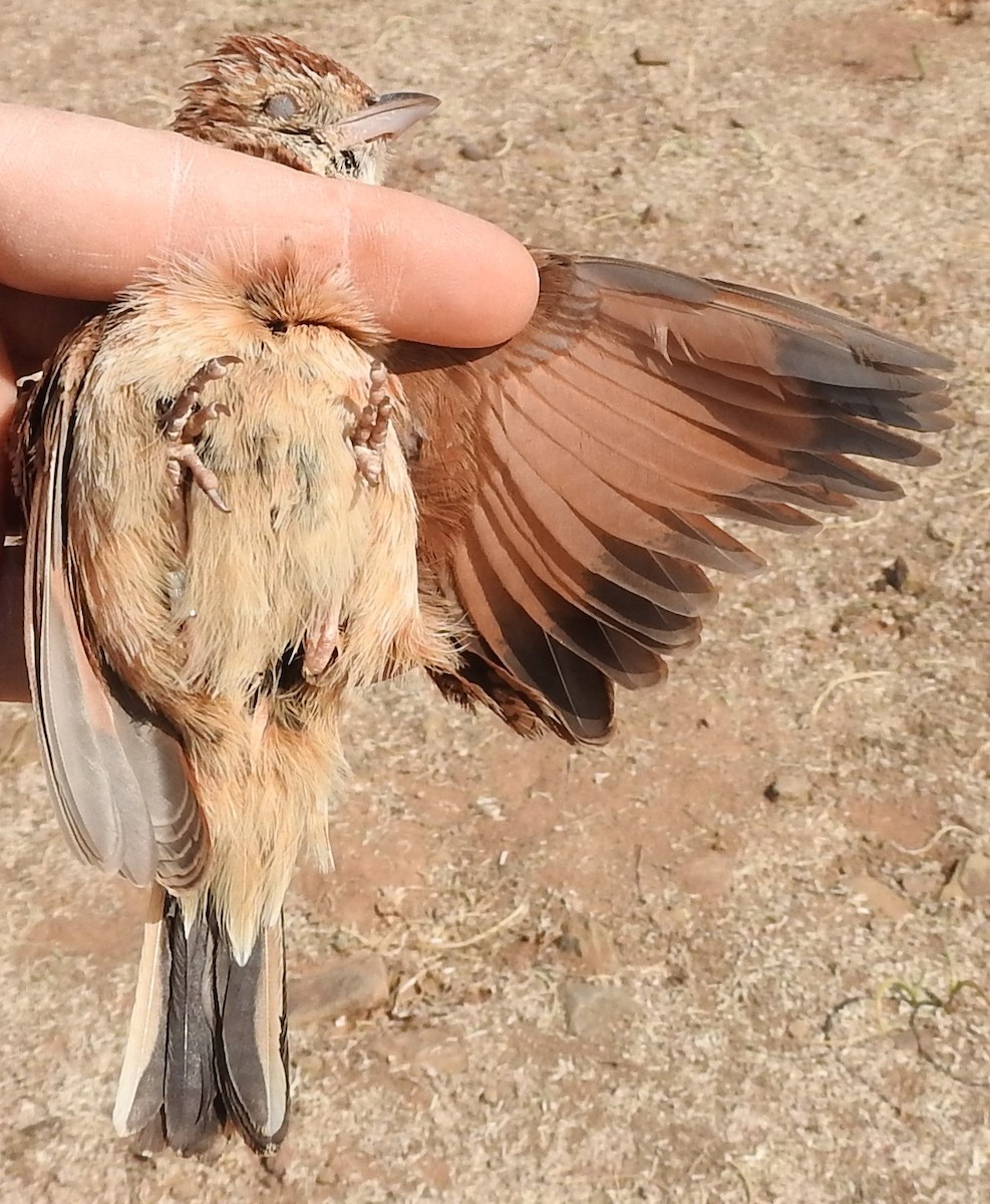 Eastern Clapper Lark - Dieter Oschadleus