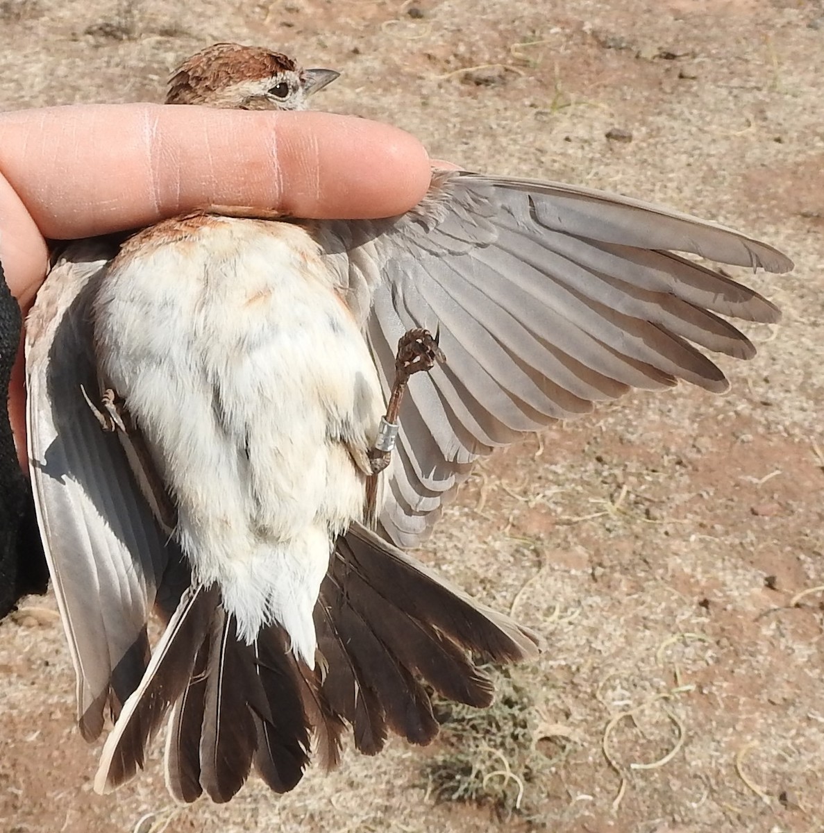 Red-capped Lark - ML623912373