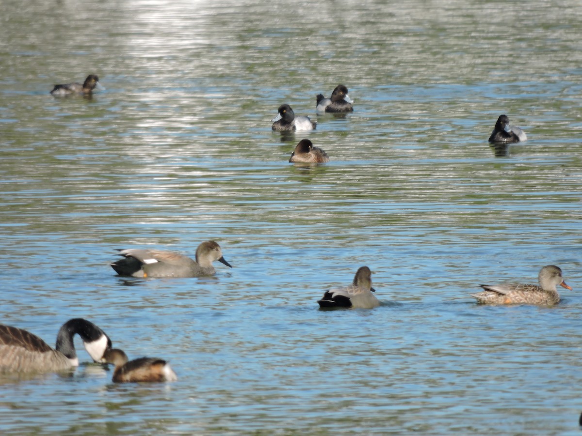 Lesser Scaup - ML623912381