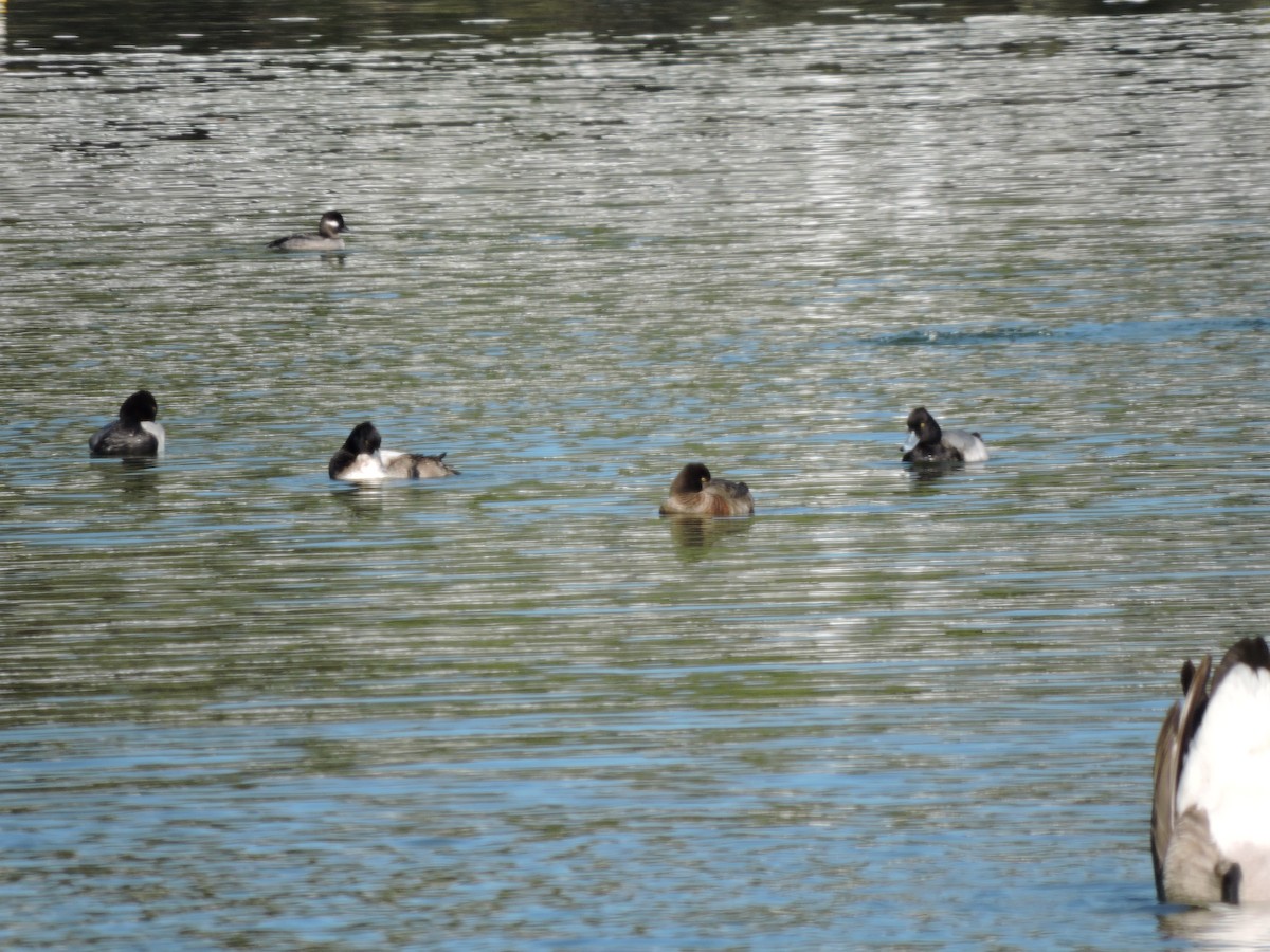 Bufflehead - ML623912385