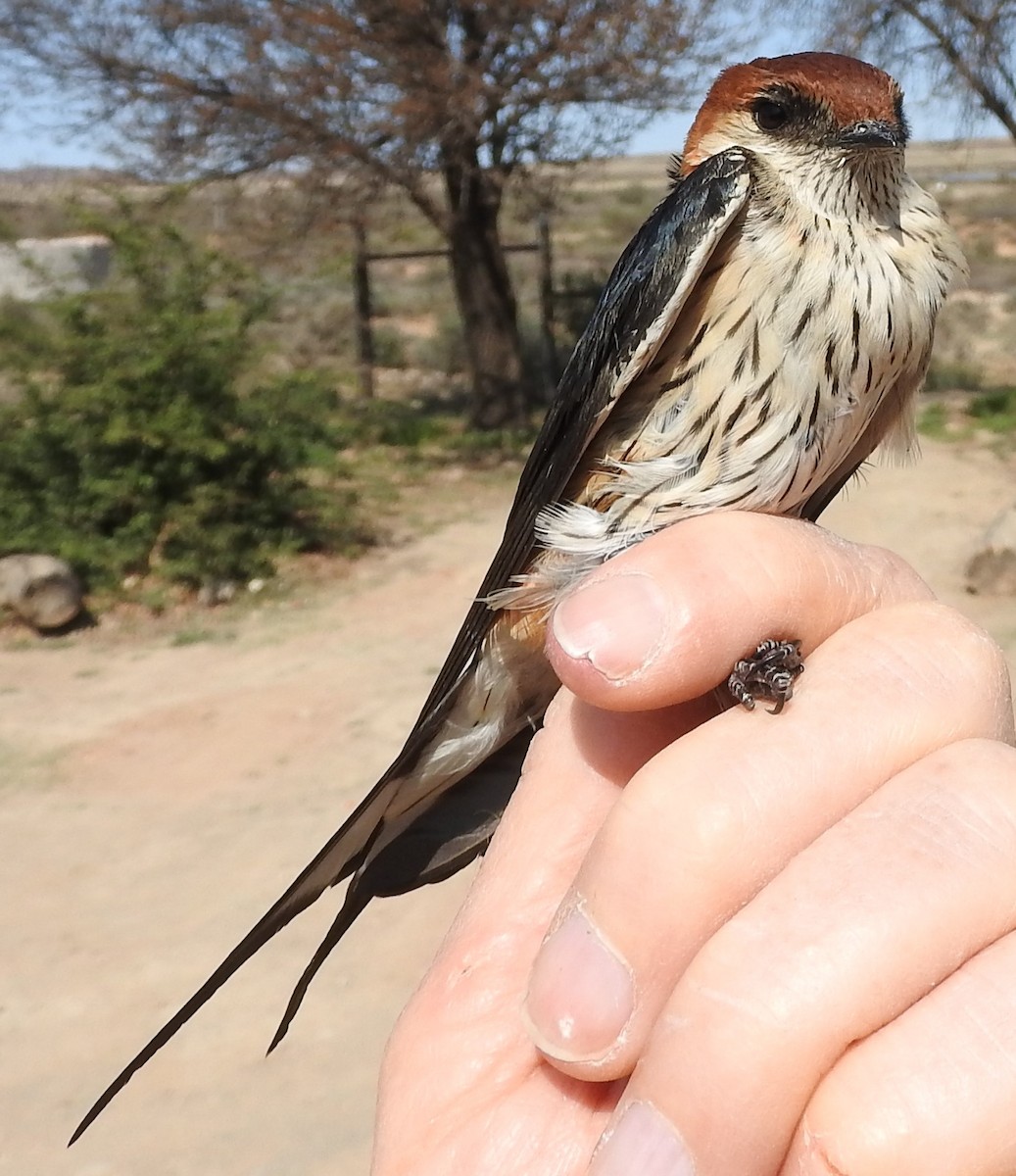 Greater Striped Swallow - ML623912391